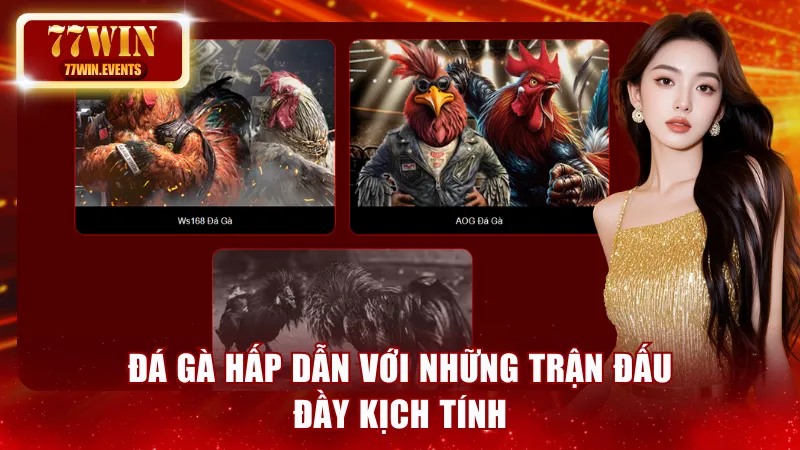 Đá gà hấp dẫn với những trận đấu đầy kịch tính