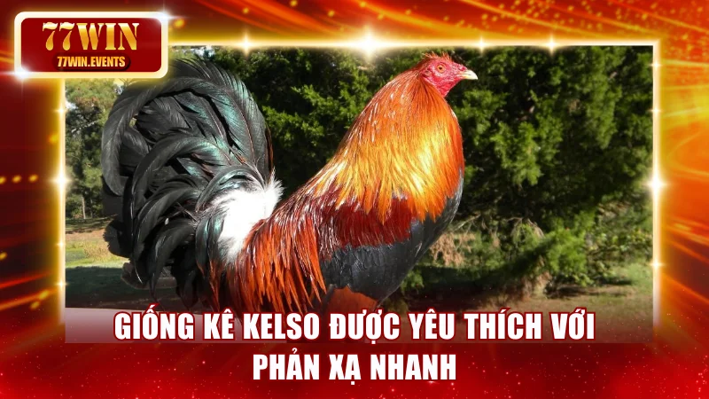 Giống kê Kelso được yêu thích với phản xạ nhanh